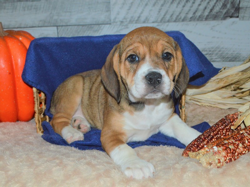 Beabull-Female-Brown and White-2905834-Petland Dunwoody