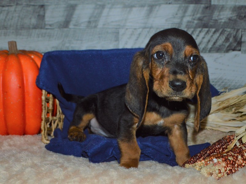 Basset Hound-DOG-Male-Black and Tan-2905848-Petland Dunwoody Puppies For Sale