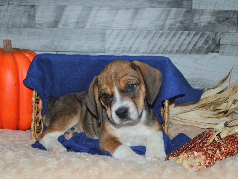 Beabull-Female-Brown and White-2905836-Petland Dunwoody