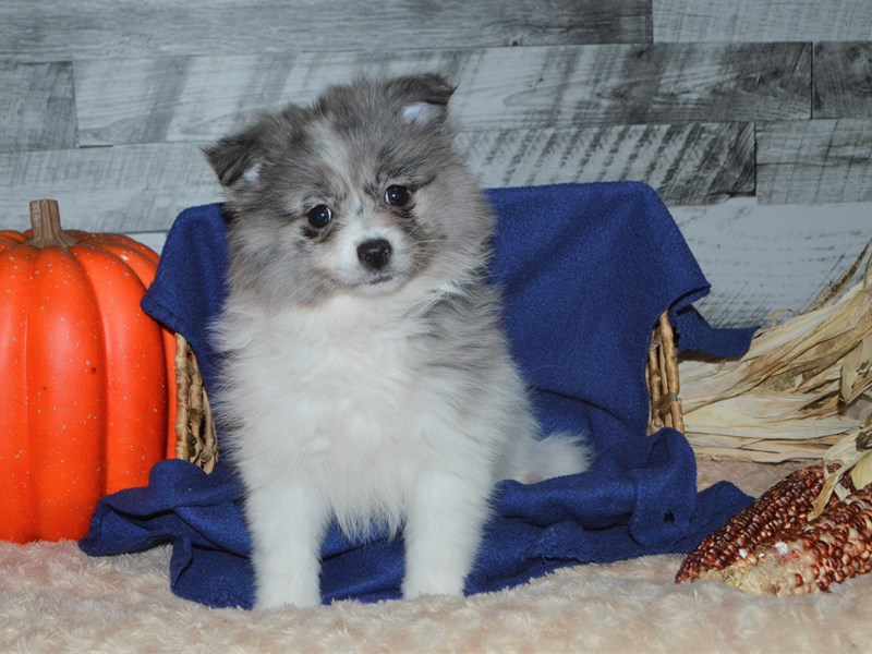 Pomeranian-DOG-Female-Blue and White-2905684-Petland Dunwoody Puppies For Sale