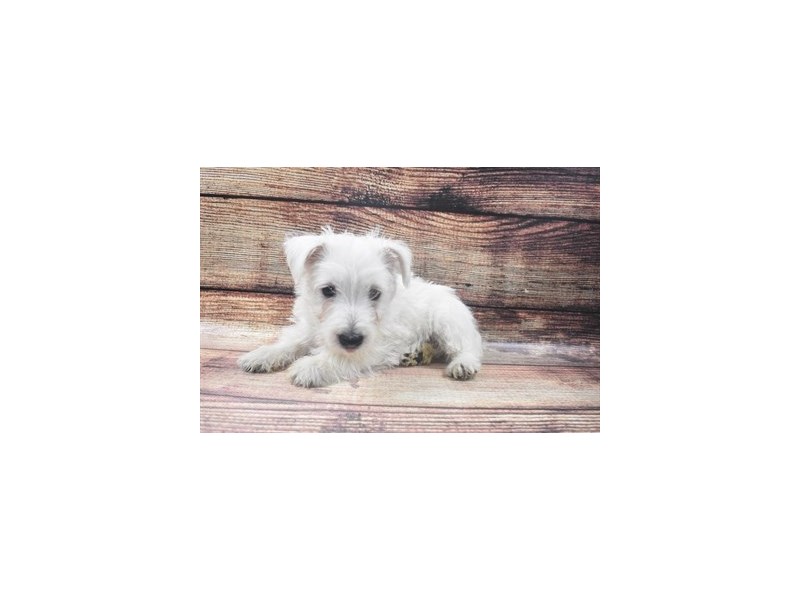 West Highland White Terrier-DOG-Female-White-2911419-Petland Dunwoody Puppies For Sale