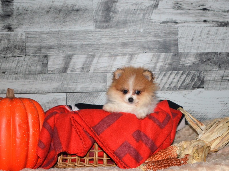 Pomeranian-DOG-Female-Sable and White-2910952-Petland Dunwoody Puppies For Sale