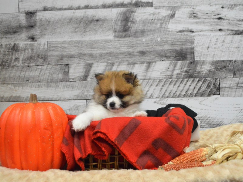 Pomeranian-DOG-Male-Sable and White-2910951-Petland Dunwoody Puppies For Sale