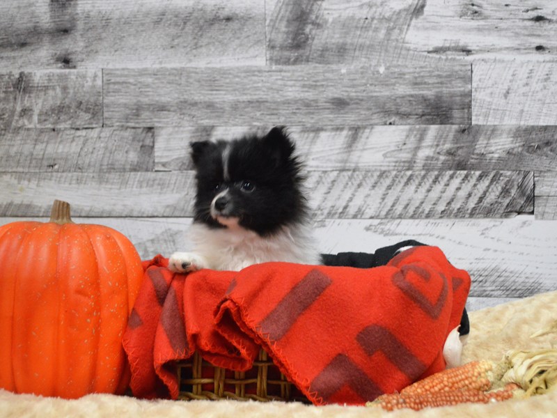 Pomeranian-DOG-Female-Black and White-2910961-Petland Dunwoody Puppies For Sale