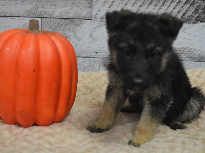 German Shepherd-DOG-Female-Black and Tan-2913738-Petland Dunwoody Puppies For Sale