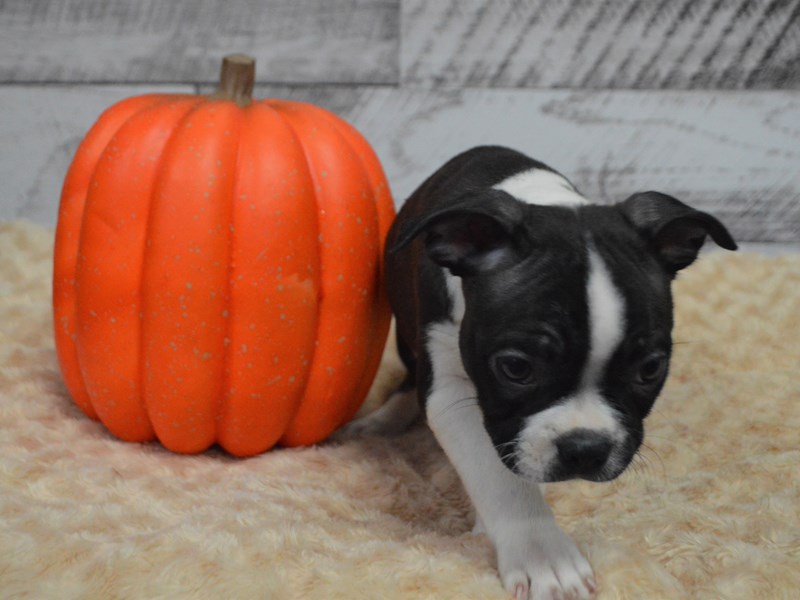 Boston Terrier-DOG-Male-Black and White-2913761-Petland Dunwoody Puppies For Sale