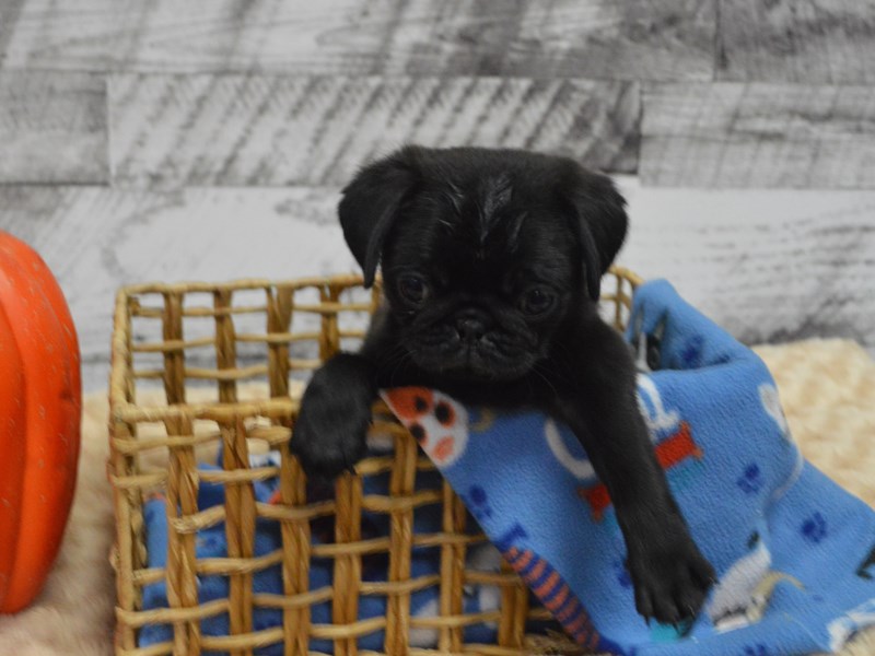 Pug-DOG-Male-Black-2913824-Petland Dunwoody Puppies For Sale