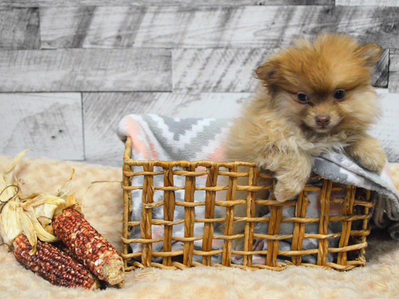 Pom-Shih-DOG-Female-Parti-2913851-Petland Dunwoody Puppies For Sale