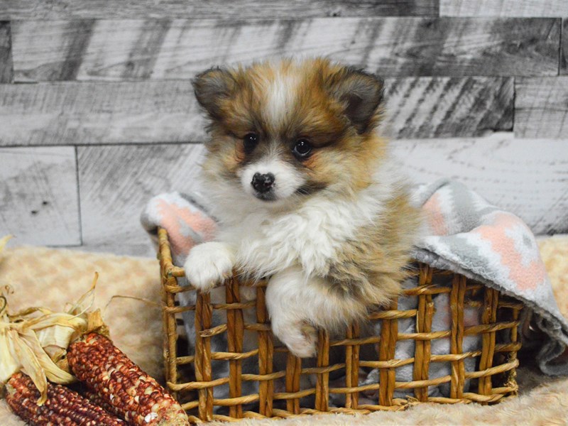 Pom-Shih-Male-Parti-2913854-Petland Dunwoody Puppies For Sale