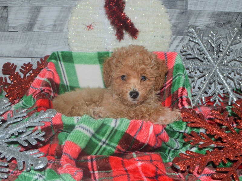 Bichon-Poo-DOG-Male-Apricot-2918731-Petland Dunwoody Puppies For Sale