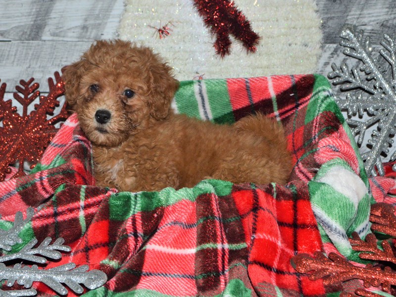 Bichon-Poo-DOG-Male-Apricot-2918728-Petland Dunwoody Puppies For Sale