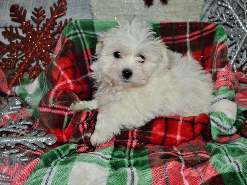 Teddy Bear-DOG-Male-White-2918732-Petland Dunwoody Puppies For Sale