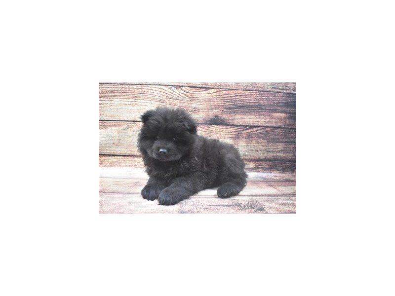 Chow Chow-Male-Black-2918965-Petland Dunwoody