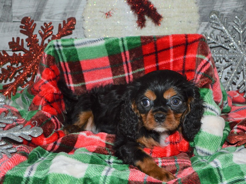 Cavalier King Charles Spaniel-DOG-Male-Black and Tan-2918896-Petland Dunwoody Puppies For Sale