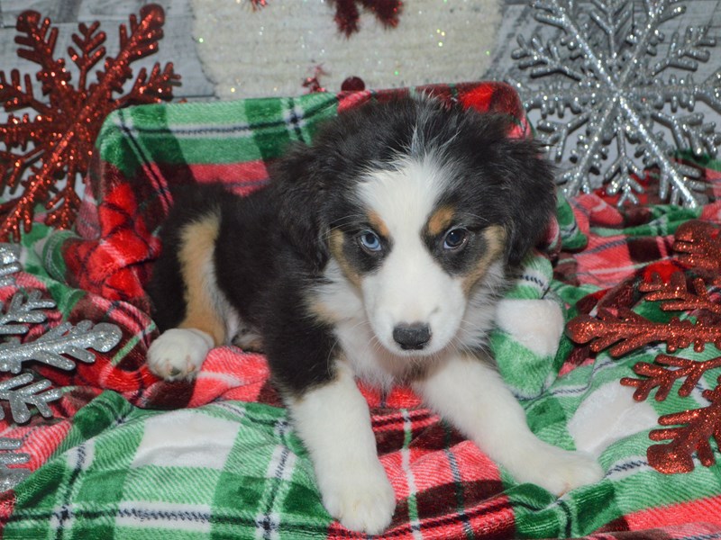 Miniature Australian Shepherd-DOG-Female-Black White and Brown-2918916-Petland Dunwoody Puppies For Sale