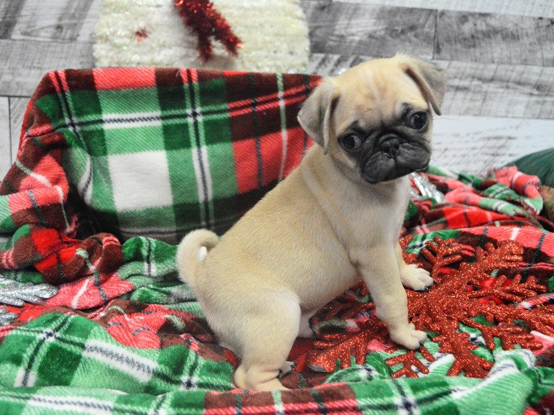 Pug-DOG-Male-Fawn-2919802-Petland Dunwoody Puppies For Sale