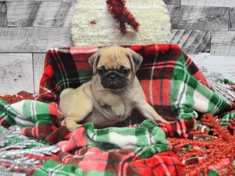 Pug-DOG-Female-Fawn-2919792-Petland Dunwoody Puppies For Sale