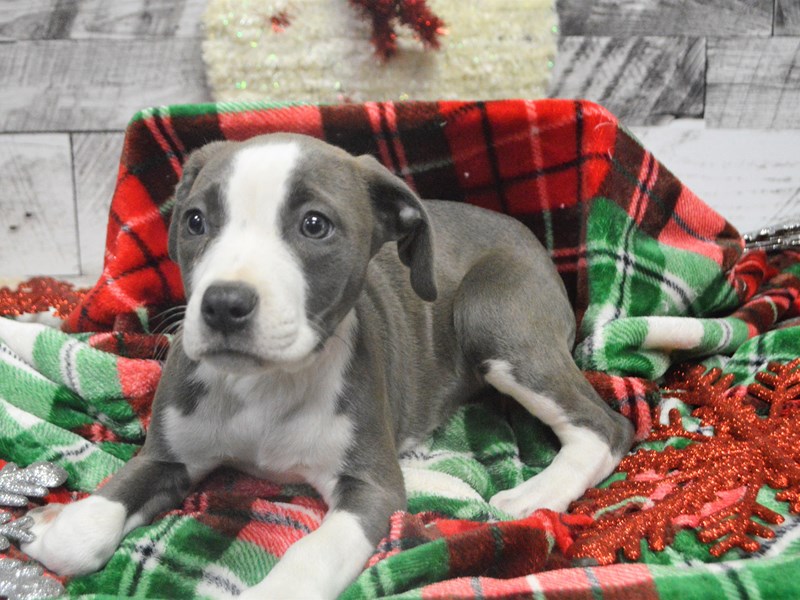 Australian Shepherd Hybrid-Female-Blue and White-2919727-Petland Dunwoody Puppies For Sale