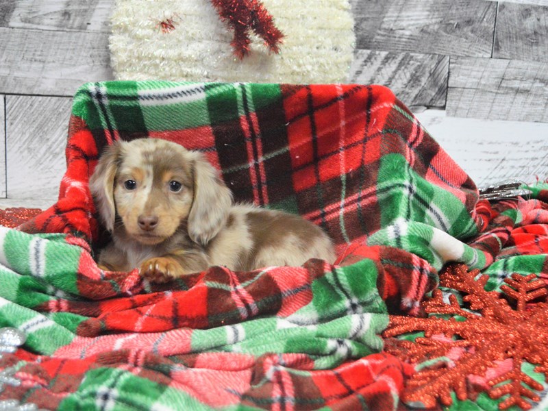 Dachshund-DOG-Male-Chocolate and Tan Dapple-2919421-Petland Dunwoody Puppies For Sale