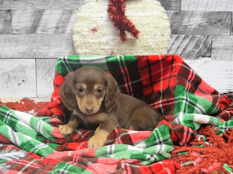 Dachshund-DOG-Female-Chocolate-2919468-Petland Dunwoody Puppies For Sale