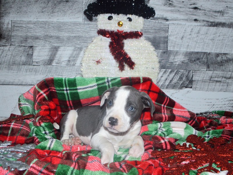 Australian Shepherd Hybrid-Male-Blue and White-2919725-Petland Dunwoody