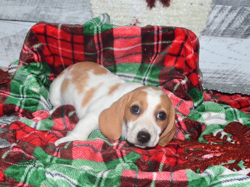 Beagle-DOG-Female-Lemon and White-2919516-Petland Dunwoody Puppies For Sale