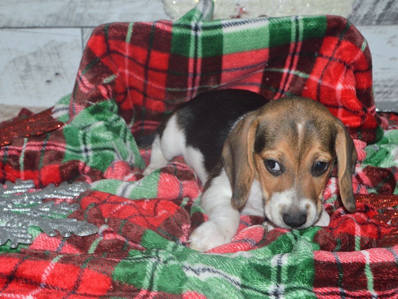 Beagle-DOG-Female-Tri-2919550-Petland Dunwoody Puppies For Sale
