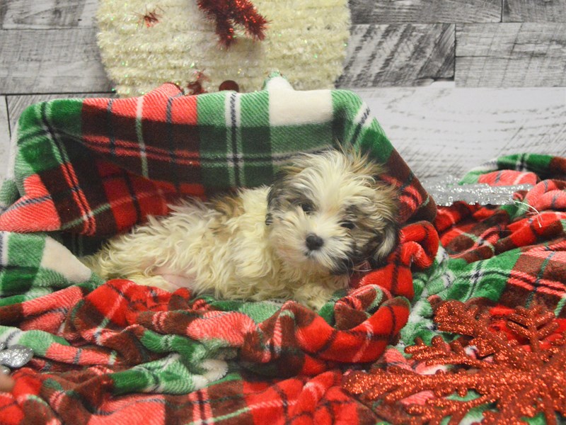 Shih-Poo-DOG-Female-Gold and White-2919776-Petland Dunwoody Puppies For Sale