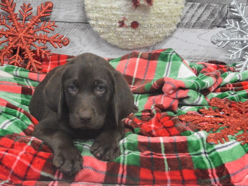 Labrador Retriever-DOG-Male-Chocolate-2919842-Petland Dunwoody Puppies For Sale