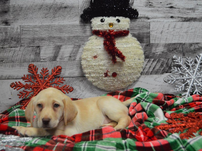 Labrador Retriever-DOG-Female-Yellow-2919844-Petland Dunwoody Puppies For Sale