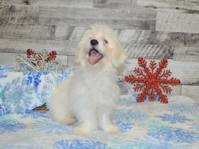 Coton De Tulear-DOG-Male-White-2870510-Petland Dunwoody Puppies For Sale
