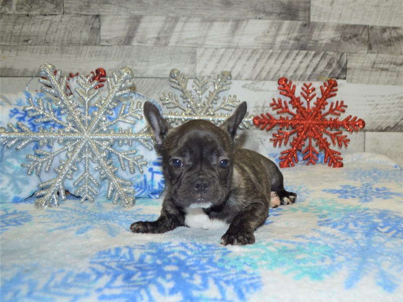 French Bulldog-DOG-Male-Brindle-2884284-Petland Dunwoody Puppies For Sale