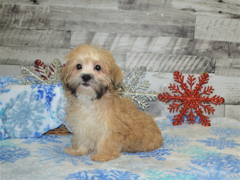 Lhasa Apso/Maltese-Male-Golden-2883722-Petland Dunwoody Puppies For Sale