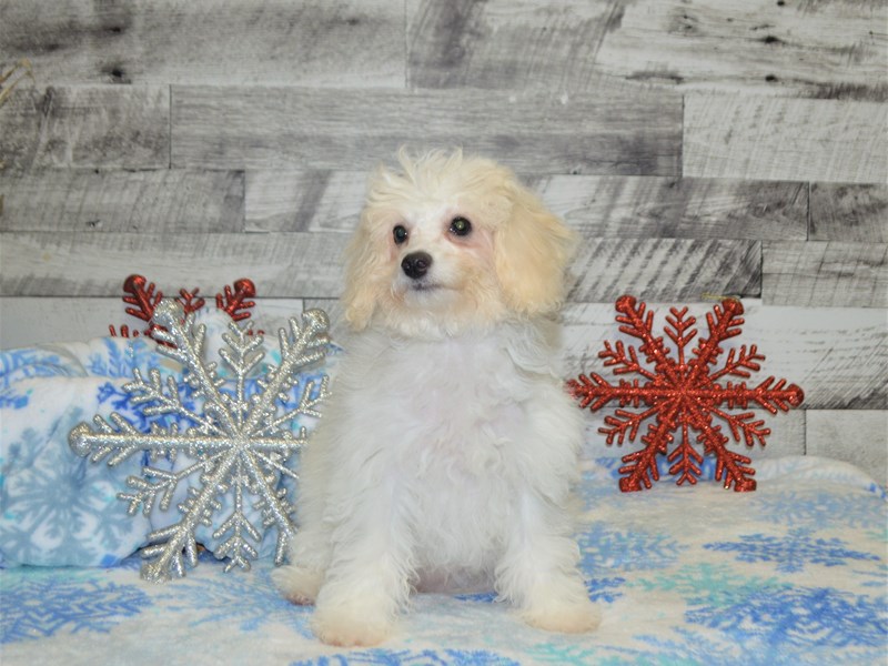Bichon Poo-DOG-Female-Cream-2883556-Petland Dunwoody Puppies For Sale