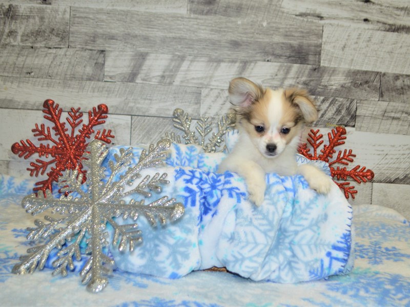 Papillon-DOG-Male-White and Sable-2890696-Petland Dunwoody Puppies For Sale