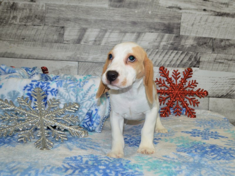 Beagle-DOG-Male-Lemon and White-2884288-Petland Dunwoody Puppies For Sale