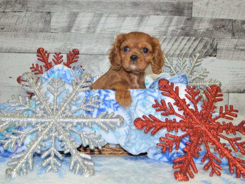 Cavalier King Charles Spaniel-DOG-Male-Ruby-2925668-Petland Dunwoody Puppies For Sale
