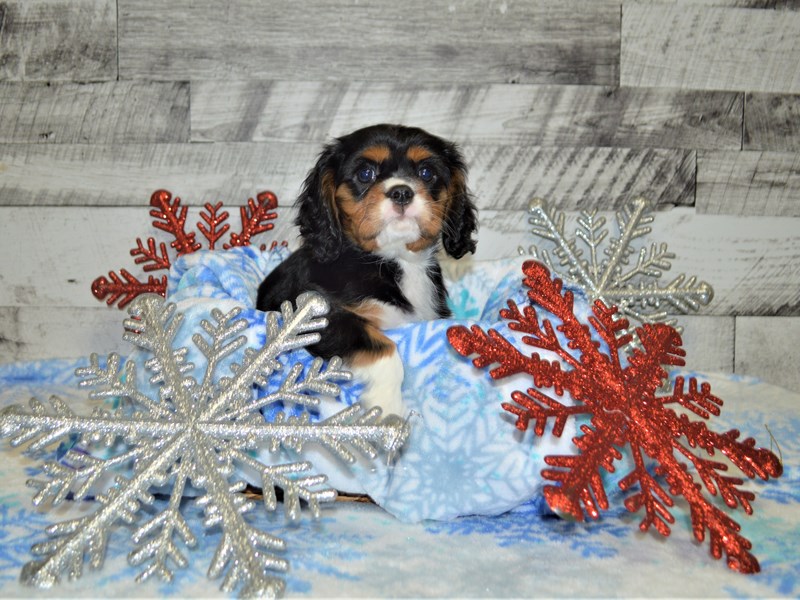 Cavalier King Charles Spaniel-DOG-Male-Black and White-2925666-Petland Dunwoody Puppies For Sale