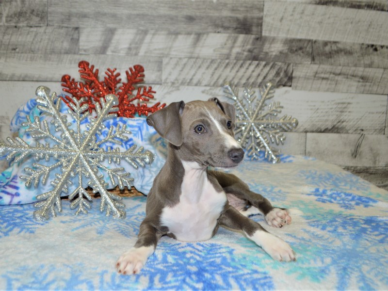 Italian Greyhound-DOG-Male-Blue-2925603-Petland Dunwoody Puppies For Sale