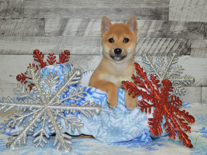 Shiba Inu-DOG-Male-Red-2925643-Petland Dunwoody Puppies For Sale