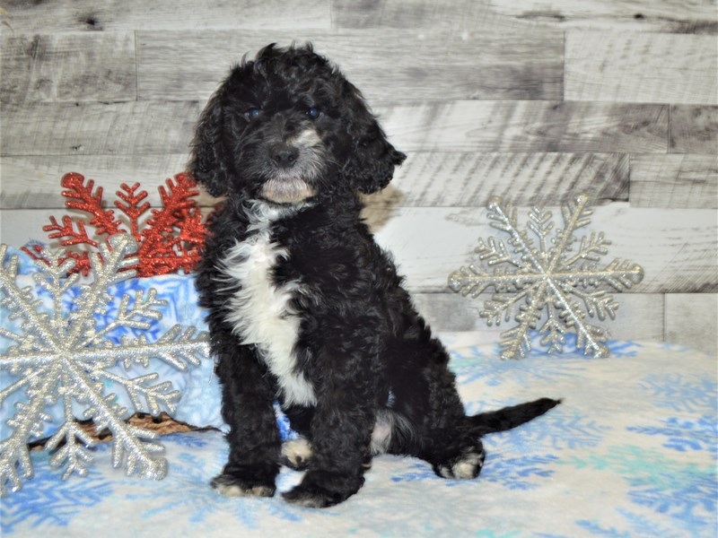 Springerdoodle-DOG-Female-Black-2925860-Petland Dunwoody Puppies For Sale
