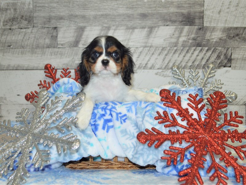 Cavalier King Charles Spaniel-DOG-Male-Tri-2926476-Petland Dunwoody Puppies For Sale