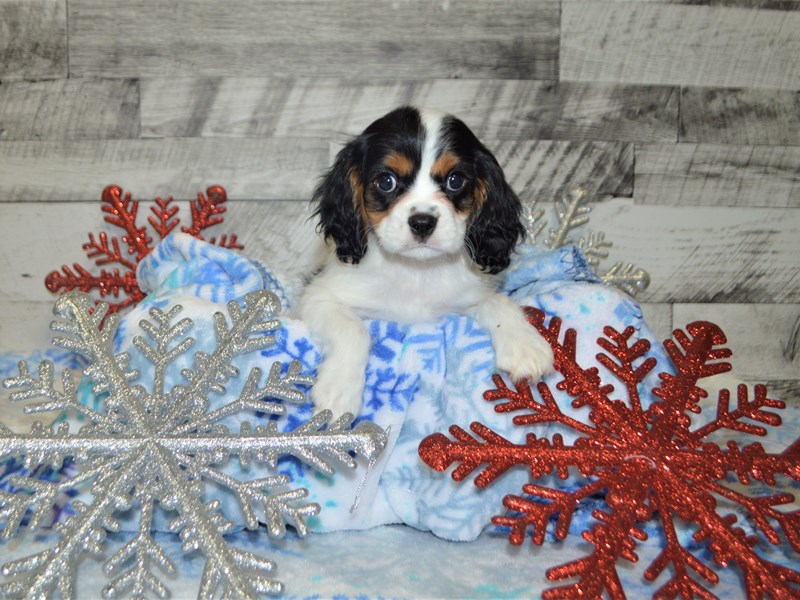 Cavalier King Charles Spaniel-DOG-Male-Tri-2926490-Petland Dunwoody Puppies For Sale