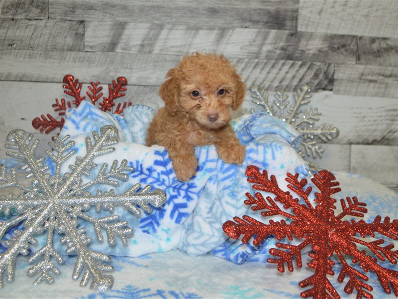 Miniature Poodle-DOG-Female-Red-2926499-Petland Dunwoody