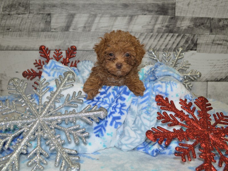 Miniature Poodle-DOG-Male-Apricot-2926518-Petland Dunwoody Puppies For Sale
