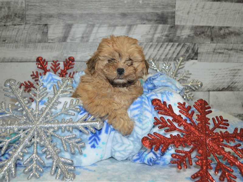 Shih-Poo-DOG-Male-Brown-2926521-Petland Dunwoody Puppies For Sale