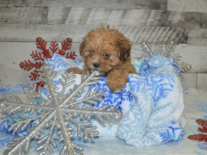 Shih-Poo-DOG-Female-Brown-2926522-Petland Dunwoody Puppies For Sale