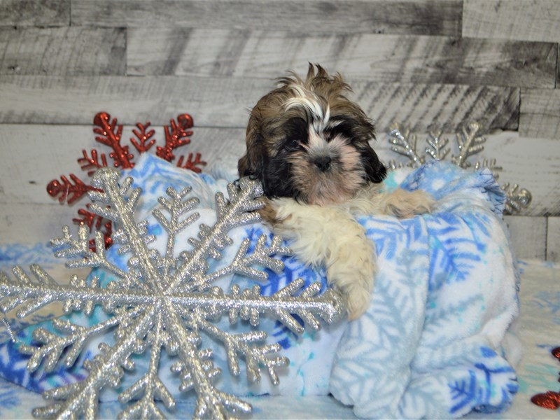 Shih Tzu-DOG-Male-Gold and White-2926571-Petland Dunwoody Puppies For Sale