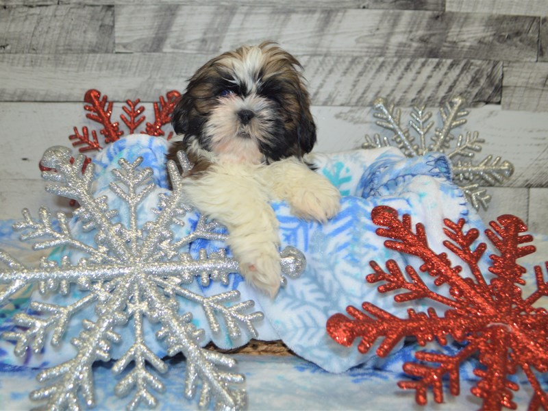 Shih Tzu-DOG-Male-Gold and White-2926565-Petland Dunwoody Puppies For Sale