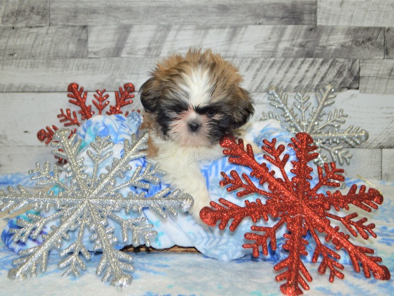 Shih Tzu-DOG-Male-Gold and White-2926566-Petland Dunwoody Puppies For Sale